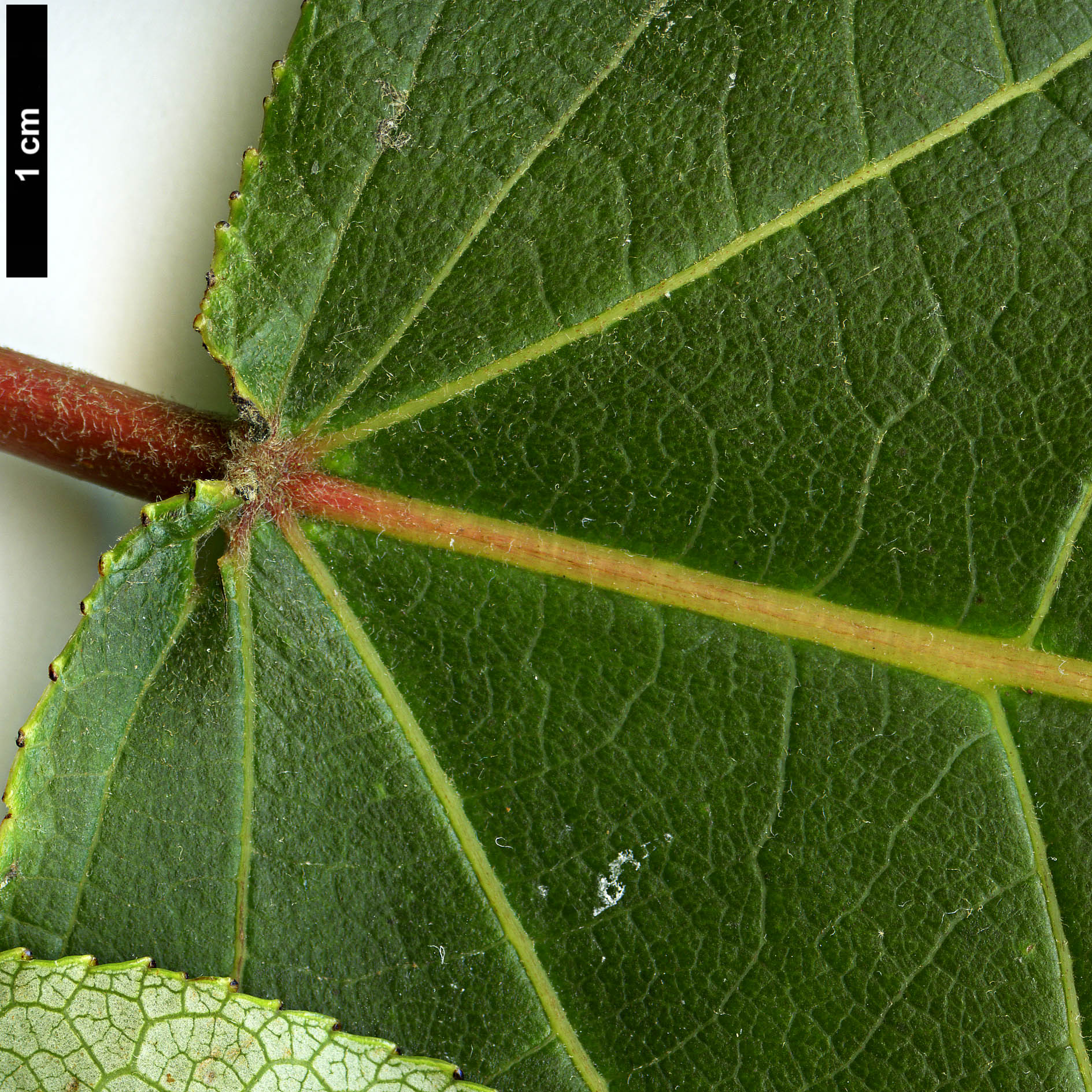 High resolution image: Family: Salicaceae - Genus: Populus - Taxon: szechuanica var. tibetica